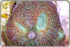 ReefKoi LE echinata